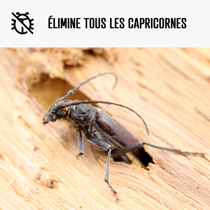 Traitement Capricorne Et Insecte Bois : Traitement Des Bois, Charpente, Ossature Intérieur/extérieur - 20 L 5