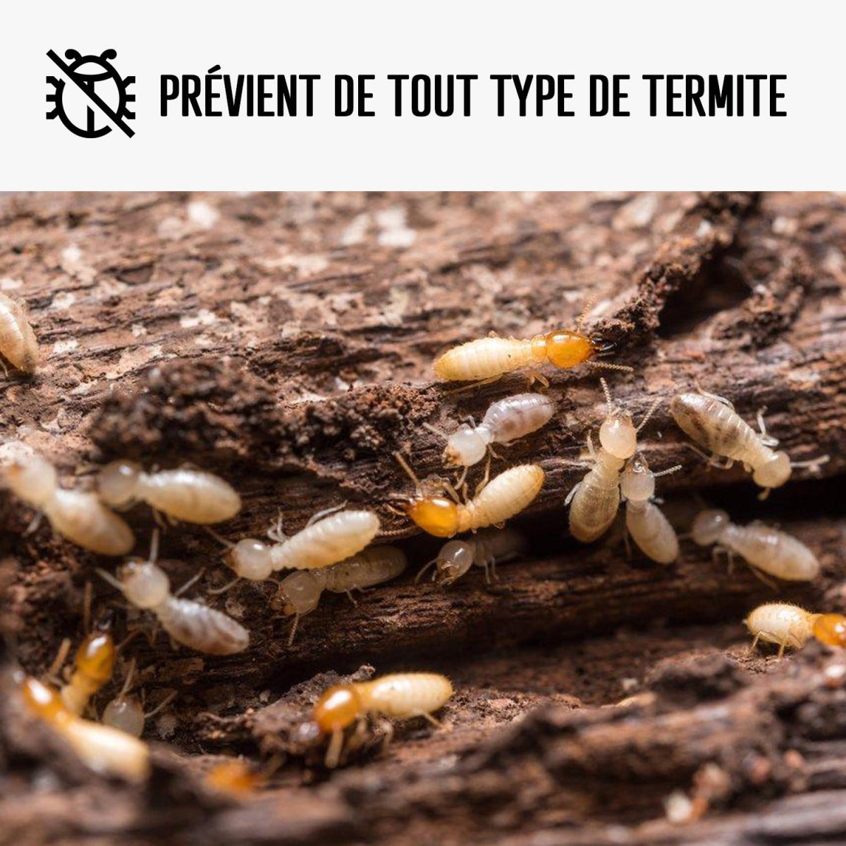 Traitement Bois Anti Termite : Traitement Des Bois, Charpente, Ossature Intérieur/extérieur - 5 L - Arcane Industries 1